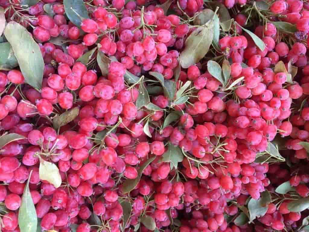تصویر 4 از زرشک تازه طعمی ماندگار لذتی به یاد ماندنی
